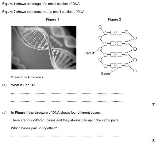 4.6.1.5 Genetics and evolution DNA structure (biology only) Key information: - DNA is a polymer made from four different nucleotides.