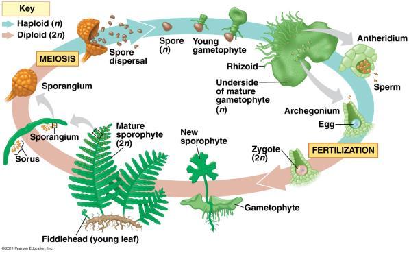 Have true stems, leaves, and roots. Dispersed by spores.