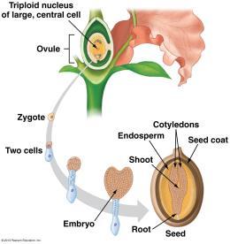 ovary of the flower.