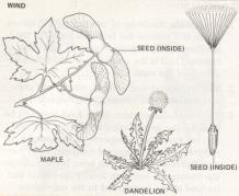 Dicots Have two seed leaves.