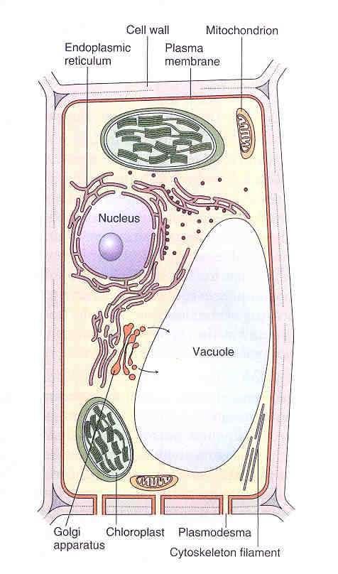Cell wall: provides protection and structure. Plasma membrane: controls movement of minerals, metabolites and water into and out of the cell.