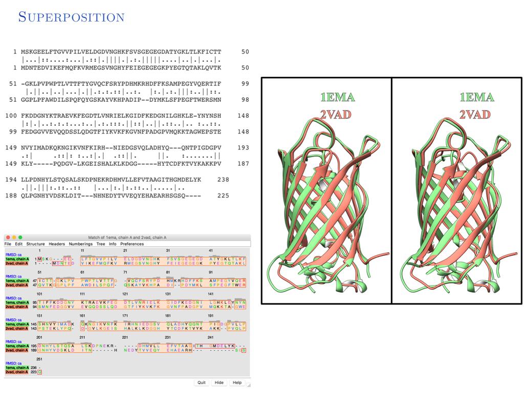 After superposition, the structure of these two proteins virtually overlap.
