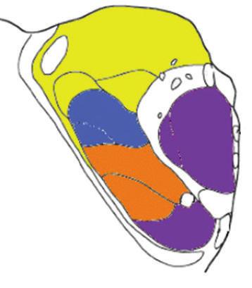 4 Biomedical Imaging (a) (b) (c) (d) (e) Figure 2: Mean shift based hierarchical thalamus nuclei segmentation results of the left thalamus.