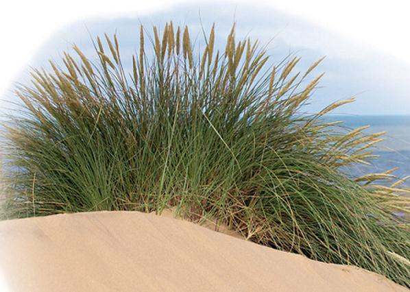 1. Marram grass (Ammophila) Very long roots to search for water deep down in sand dunes.