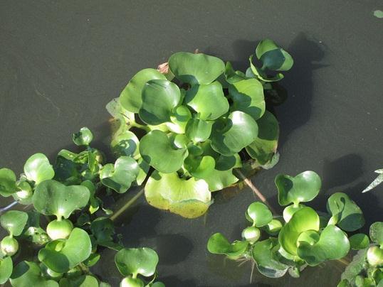 Water plants may have stomata on the tops of their leaves Water hyacinth (Eichhornia csassipes) Roots do not attach to to the bed of the river or pond where they grow, but just float freely in the