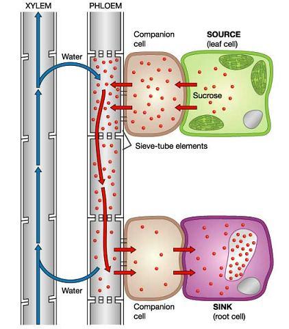 2. Amino acids are also transported in the phloem. Sucrose and amino acids are transported to every tissue of the plant, each cell use it in a different way.