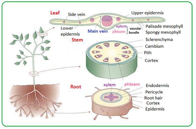 Distribution of Xylem and Phloem in roots, stems and leaves In the roots, xylem