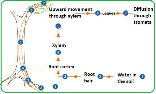 Functions of root hair cells Increase the external surface area of the root for absorption of water and mineral ions (the hair increases the surface area of the cell to make it more efficient in