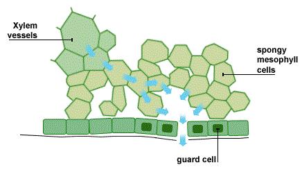 Transpiration is the evaporation of water at the surfaces of the mesophyll cells, followed by loss of