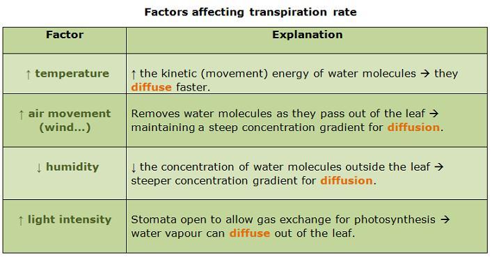 The rate of transpiration can be affected by several factors: The opening and closing of the stomata is controlled by the guard cells.