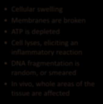 inflammatory reaction DNA fragmentation is random, or smeared In vivo, whole areas of the tissue are