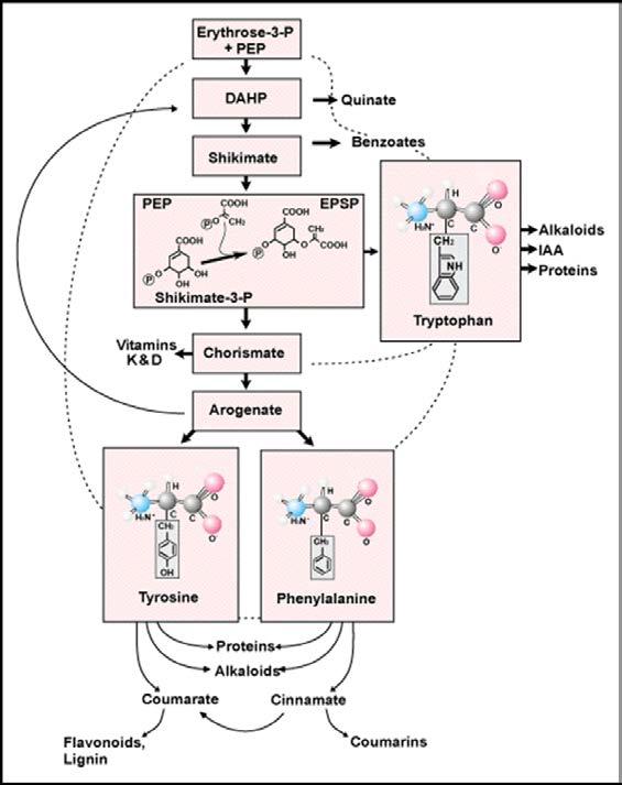 Glyphosate Rapidly absorbed by foliar/green tissues Translocated in phloem to areas of active growth Binds to the enzyme EPSP synthase Blocks