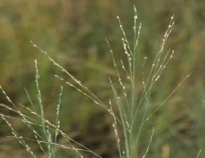 TORPEDOGRASS Native to Africa and or Asia Introduced into Florida in late 1800 s as a wetland forage
