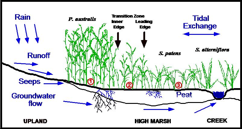 0-20 Well Depth -5 Salt Marsh Shallow Medium Deep Where is the salinity the greatest, in the shallow, medium, or deep well? The answer to this question is not simple.