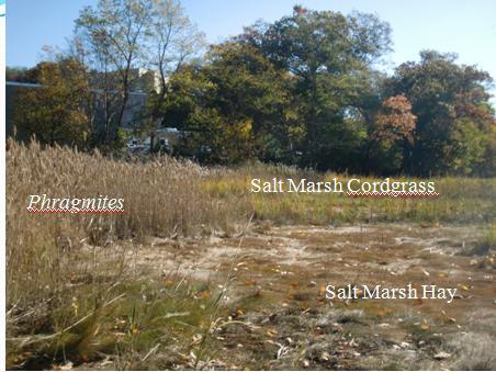 Height (cm) 200 Salt Marsh Cordgrass