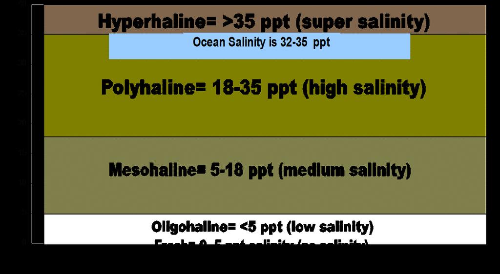 Where do we expect salinity to be highest? Station 1, 2, or 3? Salt marshes are flooded twice daily by tidal water from the ocean. This salty water advances up the creeks.