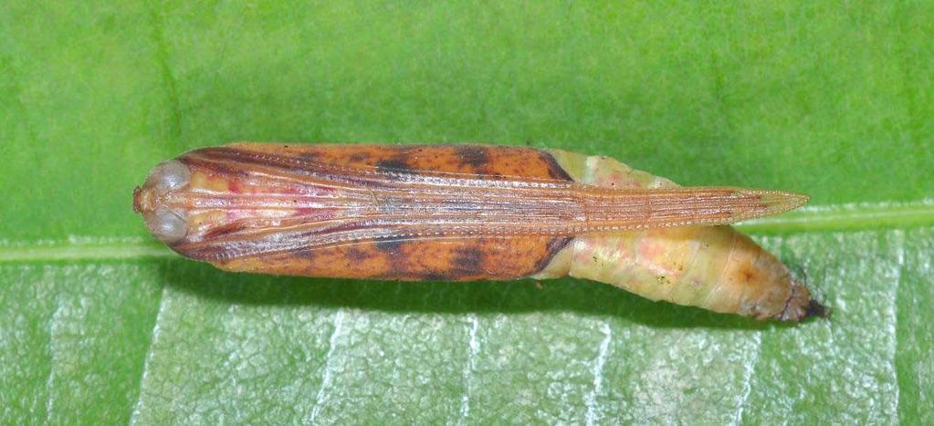 Leong & Low: Final Instar Caterpillar and Metamorphosis of Eumelea