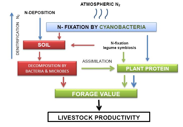 Atmospheric nitrogen and carbon transformed by cyanobacteria contribute to productivity in pastoral rangelands B.M. Alchin and W.J.