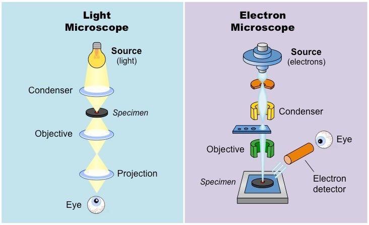 Need for Electron Microscope The main difference in much better resolution of an electron microscope.