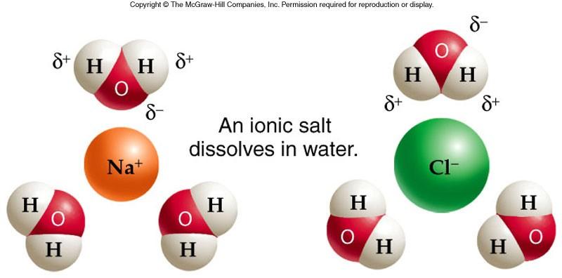 2. Acts as a solvent When Polar substances (ie salts, sugars, some proteins) are added to water, oxygen (-) attracts positive end of