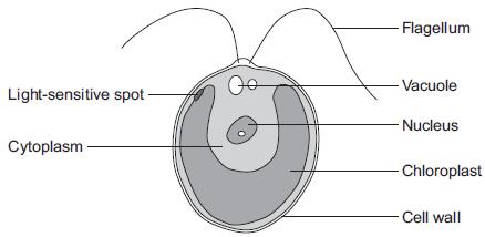 3.0 Figure 4 shows a single-celled alga which lives in fresh water. Figure 4 3. Which part of the cell labelled above is made of cellulose? 3.2 Water enters and leaves the algal cell.