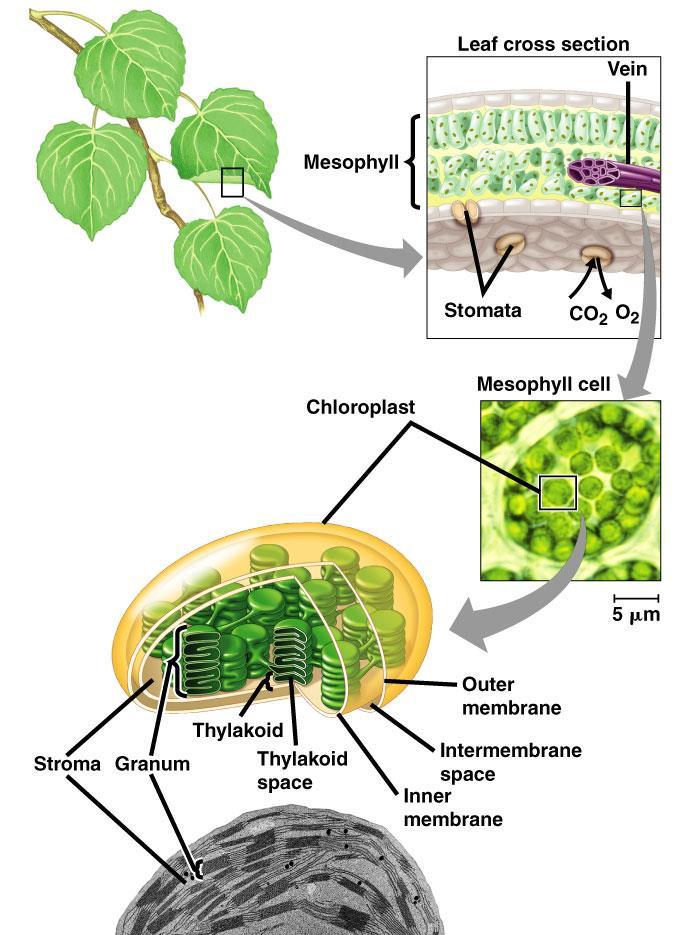 Photosynthesis Life on Earth is solar powered. Photosynthesis => conversion of light energy to chemical energy (stored in sugars and other organic molecules).