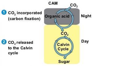 CAM plants => crassulacean acid metabolism => open their stomata during the night and close them during the day.