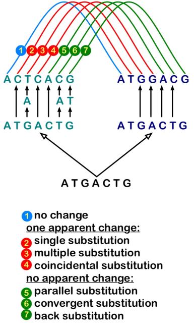 amino acid Only works for very similar sequences etter to correct for multiple substitutions iming for a distance measure that