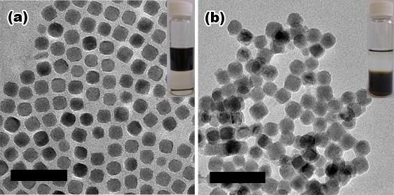 Figure S1: TEM images of PbS NPs before (a) and