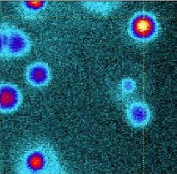 Optical detection of NV magnetic resonances (ODMR) µm Normalized PL (arb. units).6 NV - ZPL.4 
