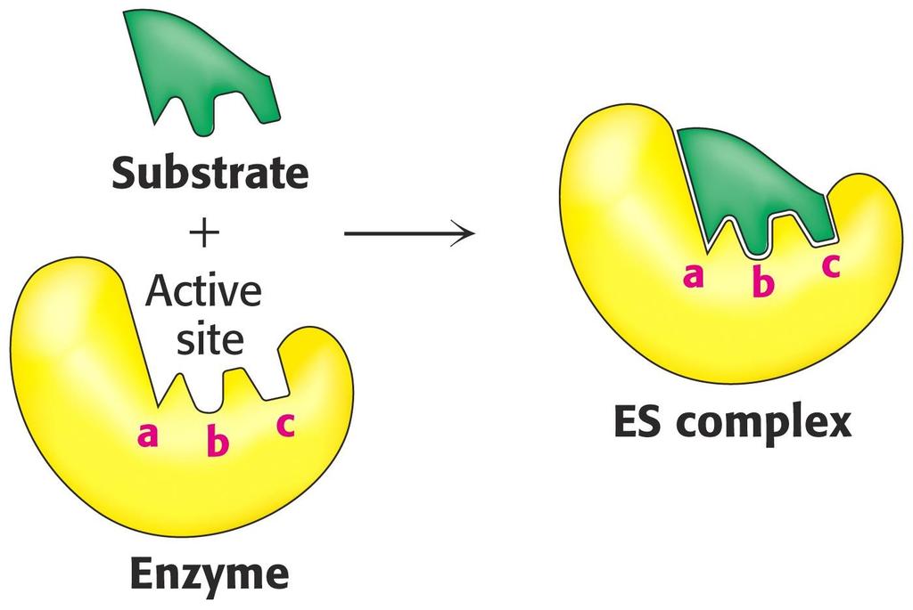 Another important property of proteins, which is made possible via conformational change: when an enzyme binds its substrate The specificity of interactions between a protein and another