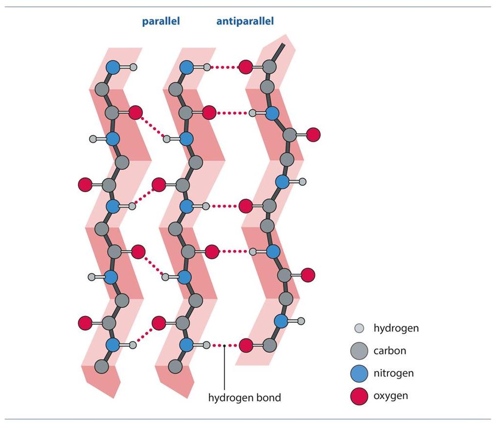 Hydrogen bonds in anti-parallel β-sheets are stronger than those in