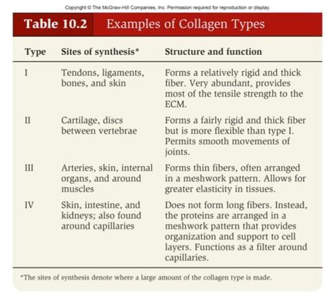 Given the information in the table above, which of the following is a reasonable conclusion? a. All collagens have similar physical characteristics.