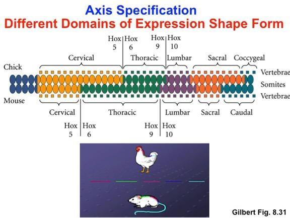 The figure shown above illustrates the expression domains of homeotic genes (Hox genes) in chickens and mice. Which of the following statements is consistent with the information shown? a. Chickens and mice express similar sets of Hox genes in the same anterior to posterior order.