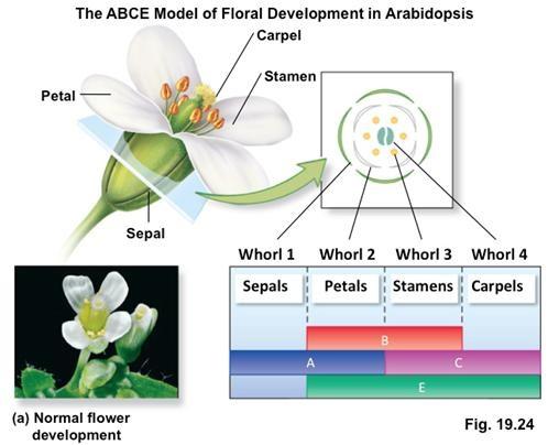 The figure shown above illustrates the expression domains of homeotic genes in Arabidopsis. What would the pattern of structures be (Whorl 1 to Whorl 4) for a lossof-function mutant in B? a. Sepals, Petals, Stamens, Carpels b.