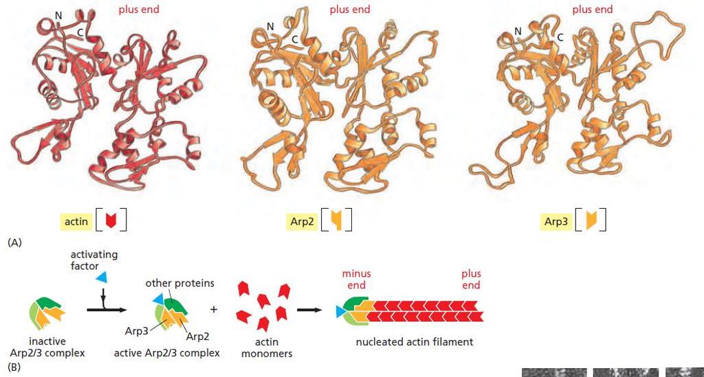 Actin elongation by Arp proteins