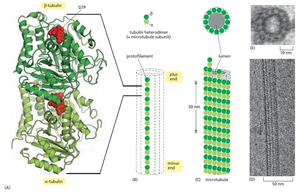 Tubulin structure Fig. 16.