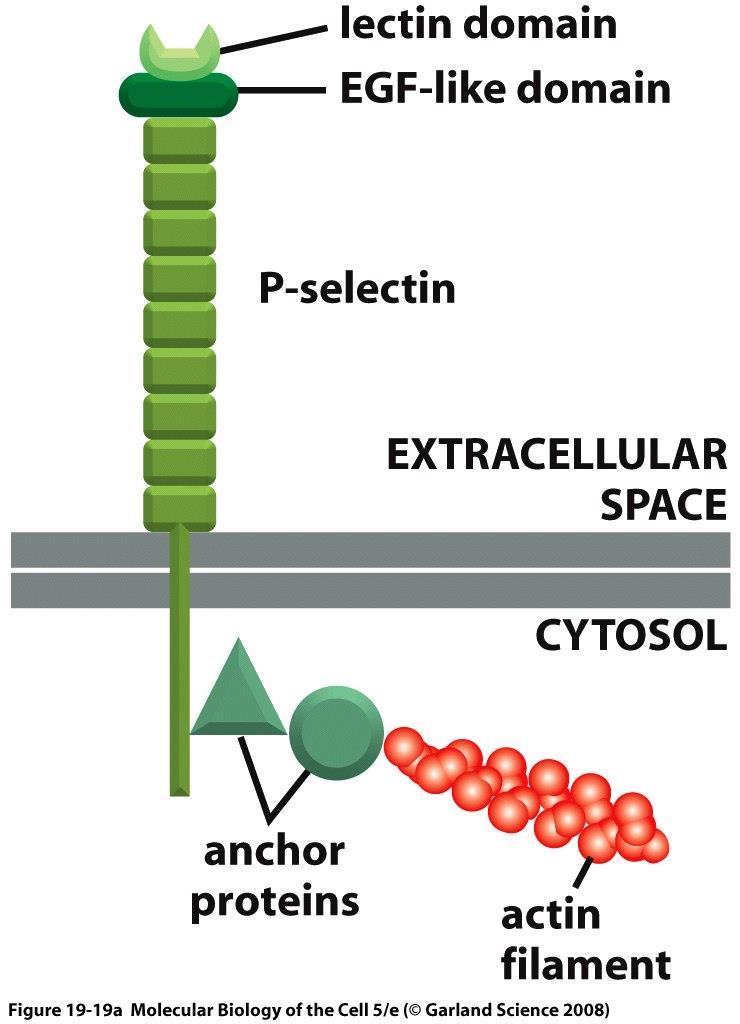 the other cell membrane