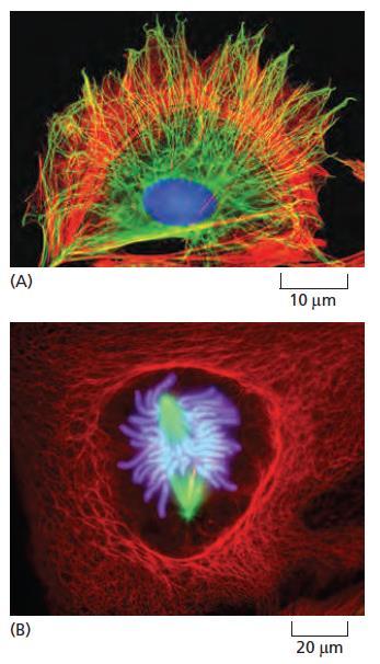 Cell cytoskeleton Actin filaments determine the shape of the cell s surface and are necessary for whole-cell locomotion; they also drive the pinching of one cell into two.