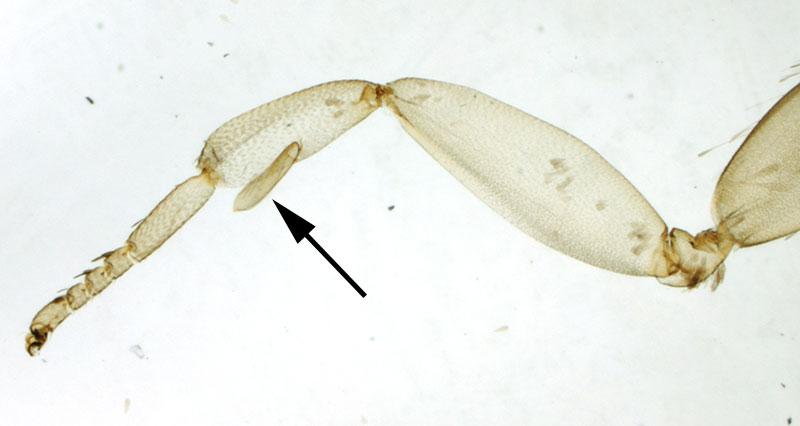 Order Lepidoptera Epiphysis Located on protibia Used to