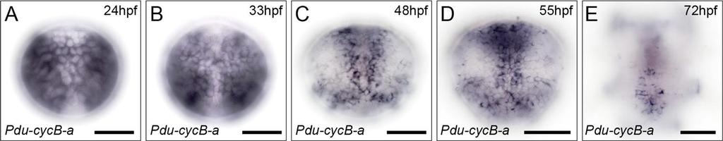 Supplementary Fig. S3: Expression profile of Pdu-cycB-a in the neurectoderm of Platynereis larvae. Ventral views 24 to 72hpf larvae are shown.