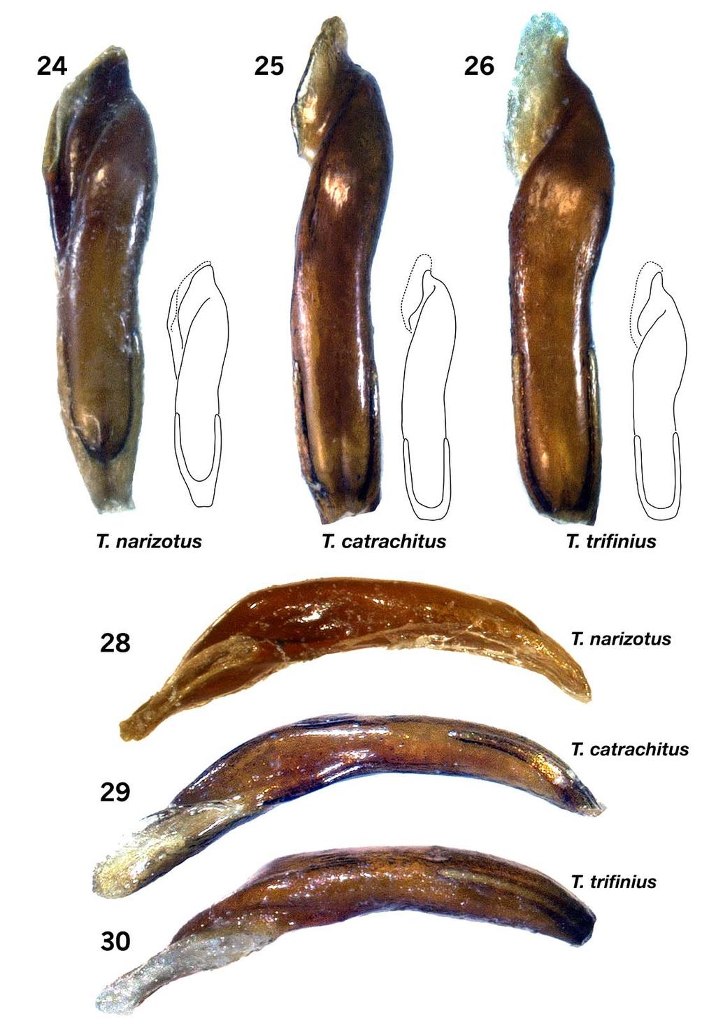 NEW GENUS AND SPECIES OF NEOTROPICAL AESALINAE INSECTA MUNDI 0325, October 2013 15 Figures 24 30. Male genitalia of Trogellus subgenus Mayaesalus species, dorsal (Fig.
