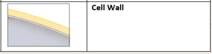 structural support The cell wall is the OUTER MOST layer, plasma membrane is on