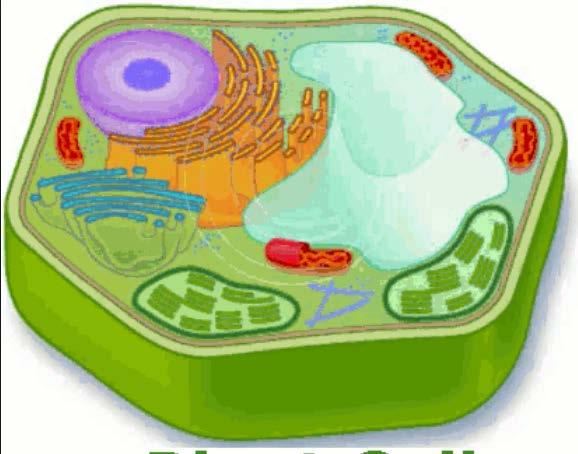 Plant or Animal Cell? Why?
