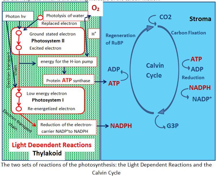 Conversion of photon s : Photosynthesis Water