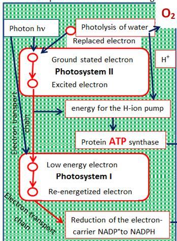 Electrolyte Photosystem II Chlorophyll aii e-