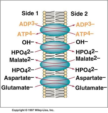 ATP-ADP translocase The figure is adopted from the book: Devlin, T. M.