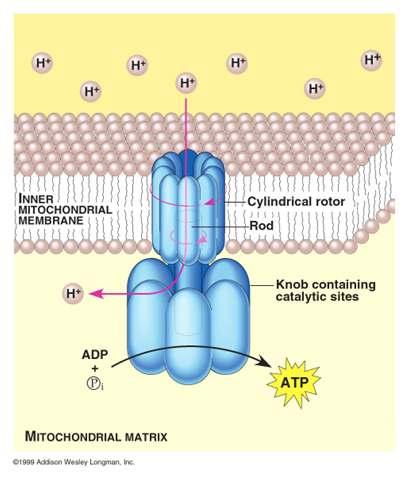 inner mitochondrial membrane ATP synthase The figure is found at