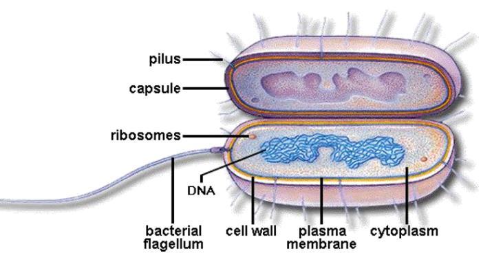 Lecture 2 Prokaryotic Cells Life depends on prokaryotes: 1. Archaea allow herbivores to break down the sugars in plants 2. Bacteria in intestines help to make essential vitamins 3.
