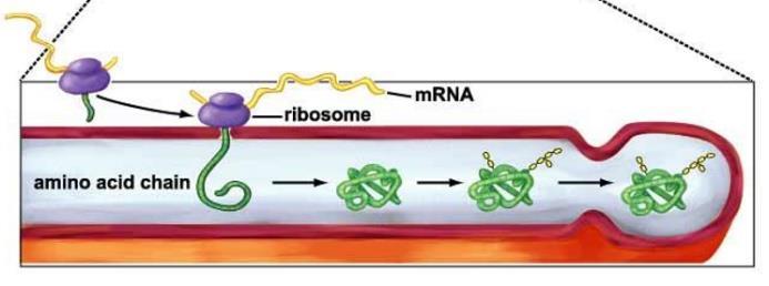 and goes out into the cell to be translated Pores - Lined with proteins and attached to lamina (nuclear skeleton) - Evenly spaced over nuclear envelope - Traffic of proteins and RNAs in/out of